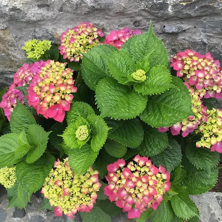 Casa de Férias Casa Da Rainha Bungallow *