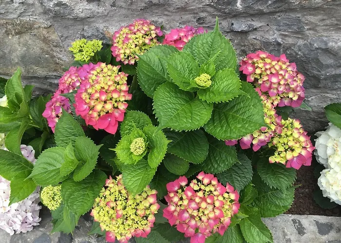 度假居 Casa Da Rainha Bungallow *